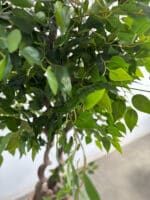 180cm Artificial Banyan Outdoor Decor Tree with 2 Poles - Image 2