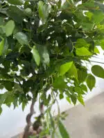 180cm Artificial Banyan Outdoor Decor Tree with 2 Poles - Image 2