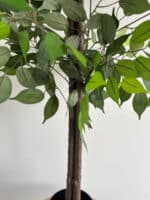 180cm Artificial Ficus Outdoor Decor Tree - Image 3