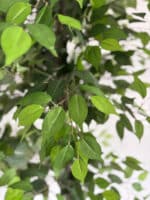 180cm Artificial Ficus Outdoor Decor Tree - Image 2