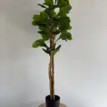 180cm fiddle leaf 3 pole