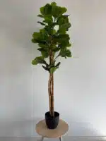 180cm fiddle leaf 3 pole