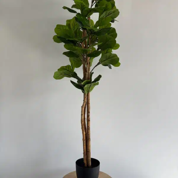 180cm fiddle leaf 3 pole