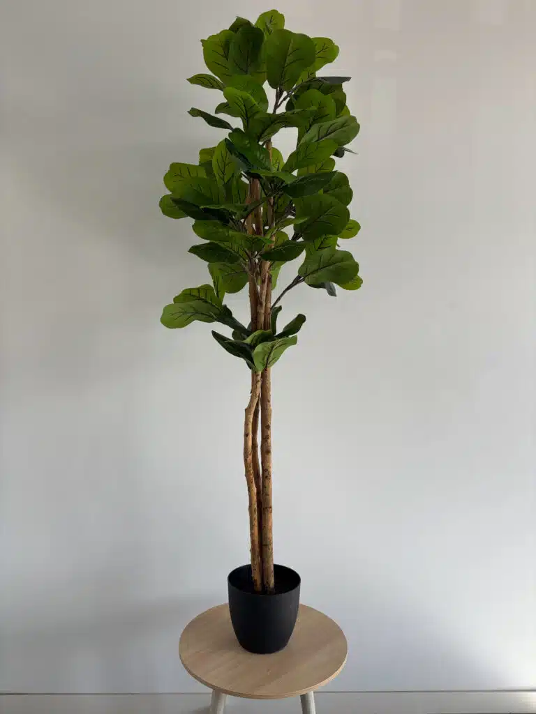 180cm fiddle leaf 3 pole