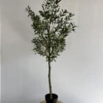 180cm Artificial Olive Outdoor Decor Tree – Lifelike Indoor & Outdoor Decor