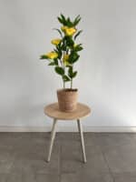 80cm Yellow Artificial Peony in Decorative Pot - Outdoor Decor
